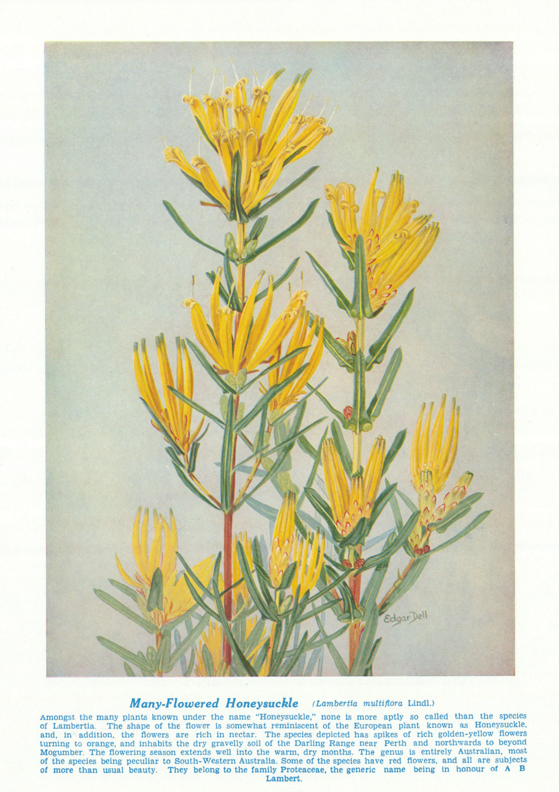 Many-flowered Honeysuckle (Lambertia multiflora). Australian Wild Flowers 1950